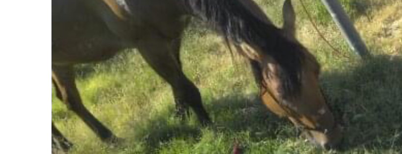 Wild Hearts Rescue Ranch