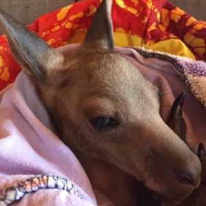 Coopers Animal Refuge