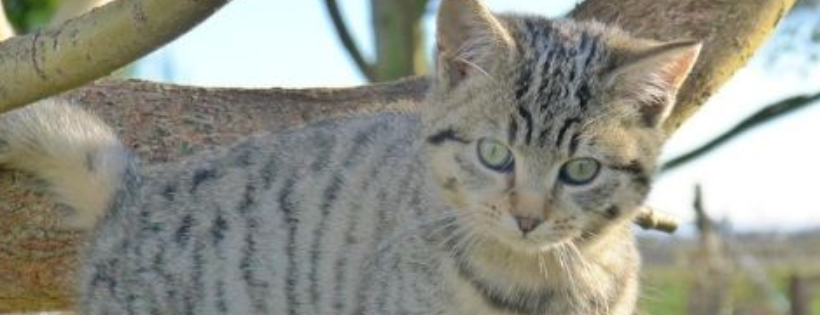 RSPCA Hull and East Riding Branch