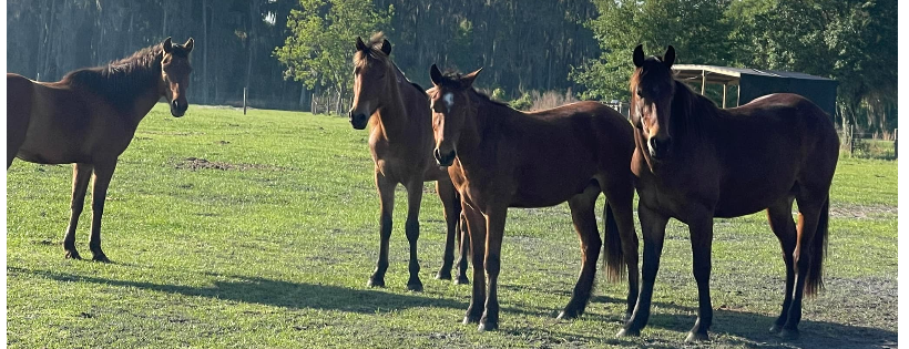 Rescue Pets of Florida