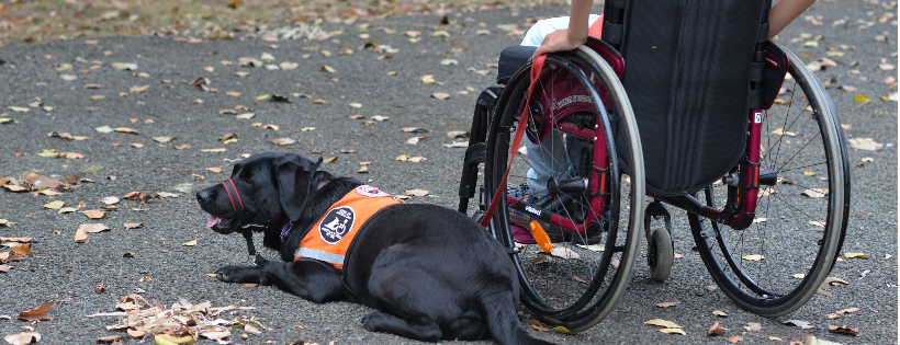 Association of Australian Assistance Dogs NQ