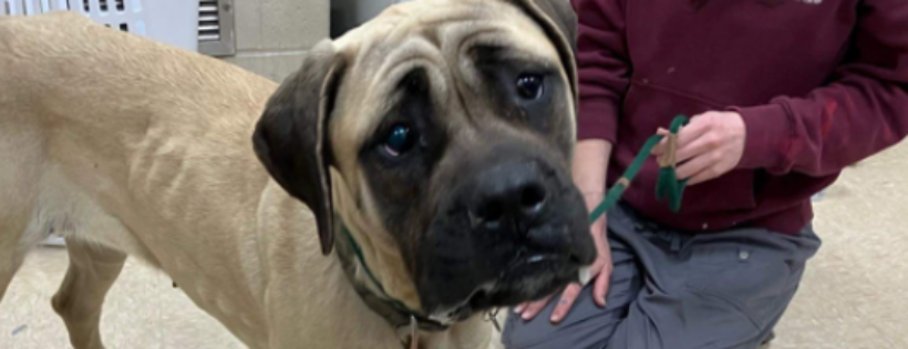 Lucie's Mastiff Mission