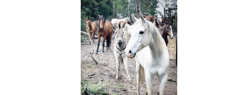 Karoo Donkey Sanctuary