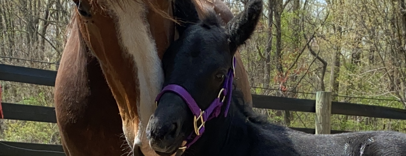 Furvivors Wonderland Horse Rescue & Animal Sanctuary