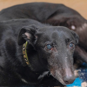 Tia Greyhound and lurcher rescue
