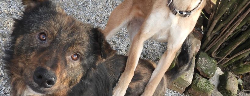 Lucky's Legacy Rescue