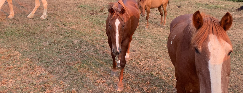 Horse Sanctuary at Finn Farms