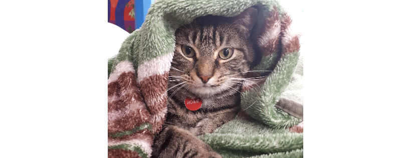 Bonnyville & District SPCA