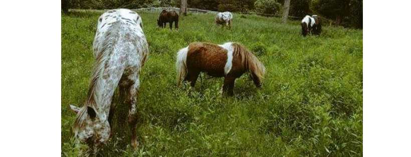 Healing With Horses at Wildrose Horse Farm Inc.501c3