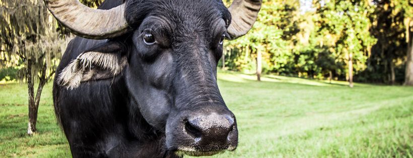 Critter Creek Farm Sanctuary