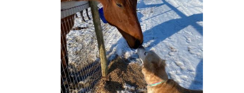 Heart & Soul Equine Foundation