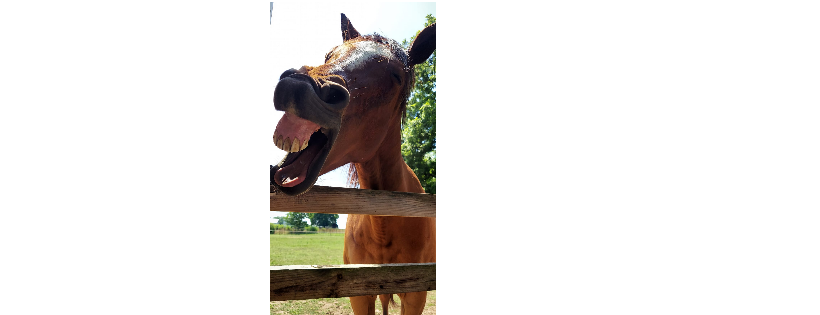 Equine Heart Healers Ranch