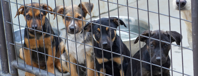 Soul Dog Rescue