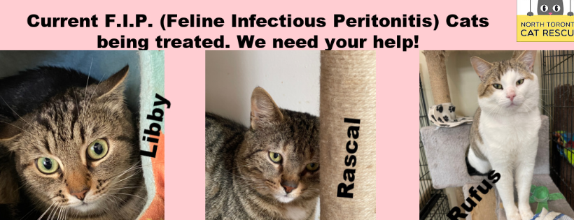 North Toronto Cat Rescue
