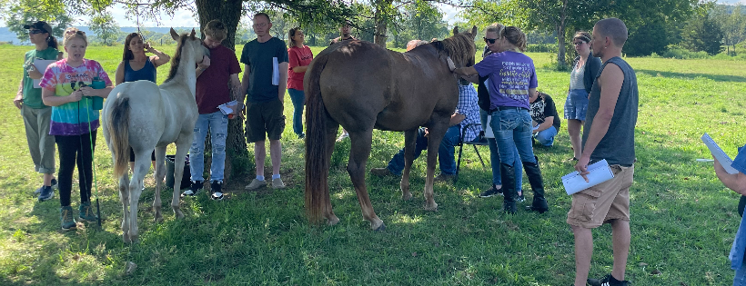Courage therapeutic riding center