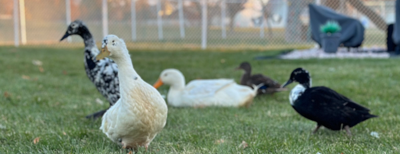 For Duck's Sake