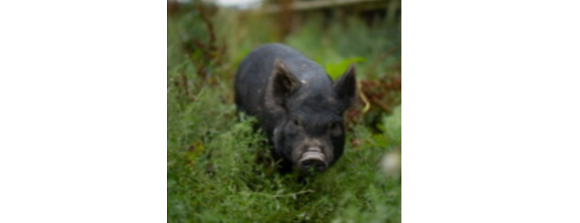 Farm animal sanctuary evesham