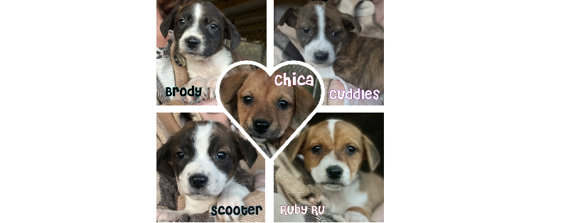Shelter Homeless Animals Rescue Efforts (SHARE-Grenada)