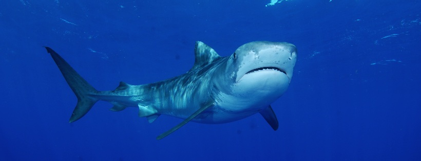 Shark Allies