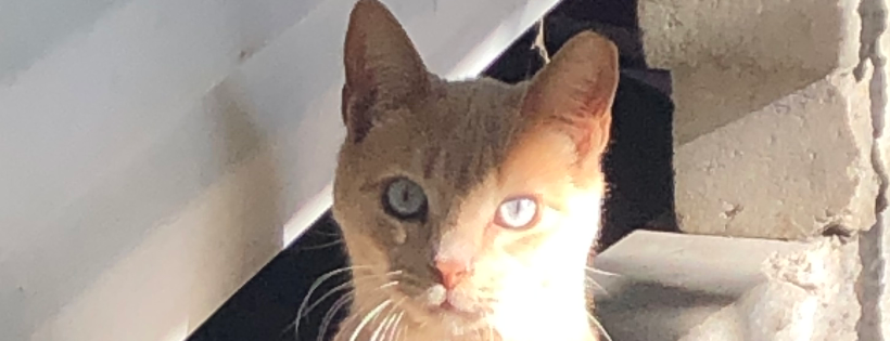 Fix & Feed Feline Feral, Inc.