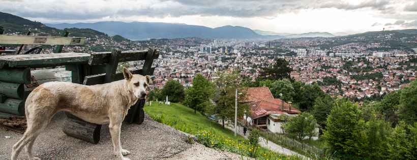 Saving Strays