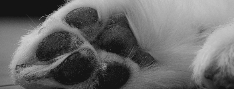 Ozzie Tails of Hope