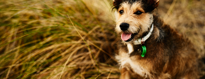 Pet Refuge NZ