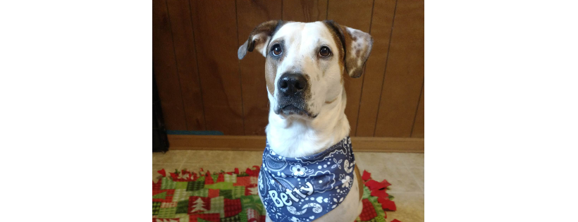 Chasin Tail Rescue Inc