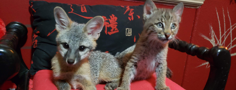 Spiritual Wildlife Rescue & Rehabilitation Sanctuary
