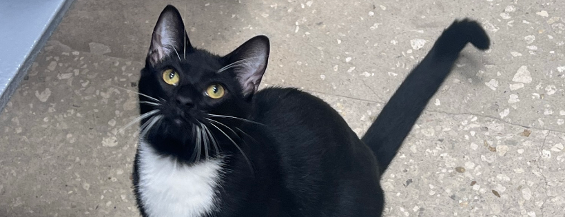 Saving Livy Cat Rescue