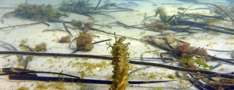 The Seahorse Trust