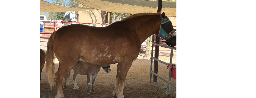 Karuna Horse Rescue, Inc.