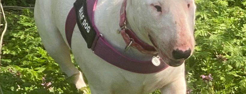 Absolute bull terrier rescue
