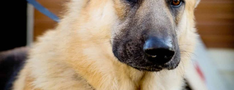 German Shepherd Rescue Victoria Inc