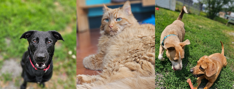 True Friends Animal Welfare Center
