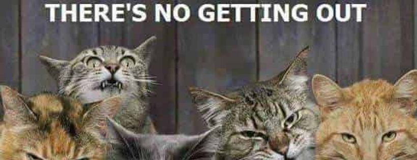 Kitten Kapers Rescue Inc