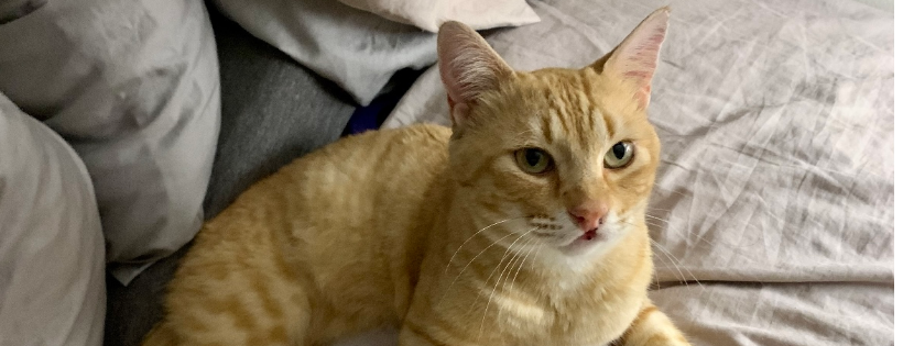 Little Beans' Hope Rescue