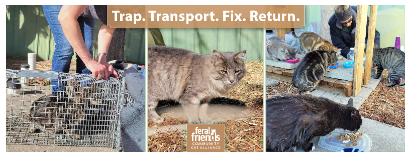 Feral Friends