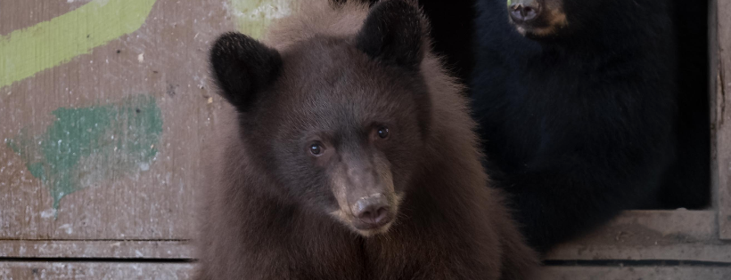 Southwest Wildlife Conservation Center