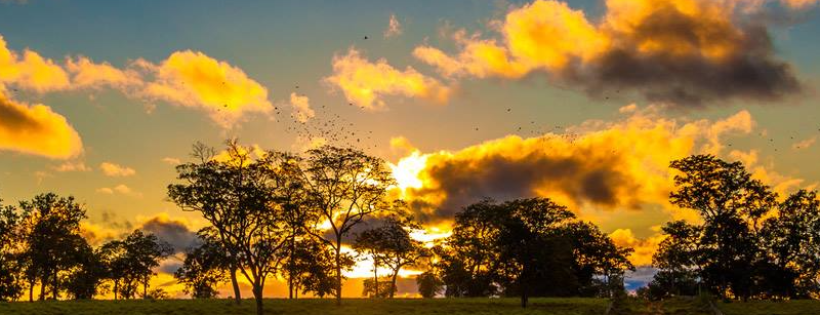 Conservation Strategy Fund