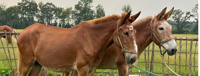 Creeks Landing Equine Rescue Inc