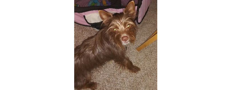 Little Yorkie Rescue