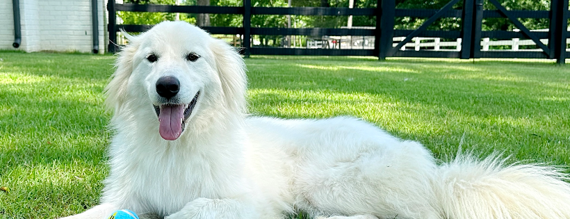 Mercer Animal Rescue