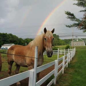 All the king's horses equine rescue Logo