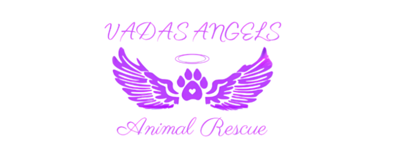 Vada's Angels Animal Rescue Tauranga