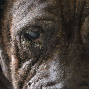 Paws restart rescue North Island New Zealand Logo
