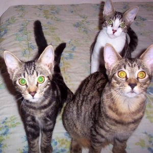 Pet Rescue and Adoption Service