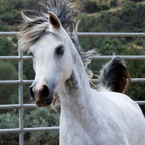 Falcon Ridge Equine Rescue Logo