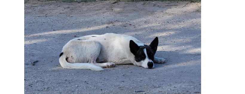 Second Start Rescue