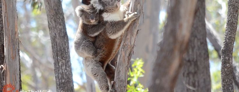 Koala Clancy Foundation